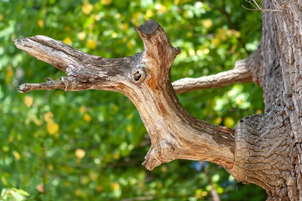 Paisagem Com Ramo Tronco Árvore — Fotografia de Stock