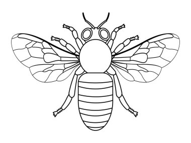 İllüstrasyon kontur arı böcek