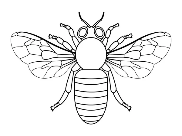 Illustratie Van Het Insect Contour Bee — Stockvector