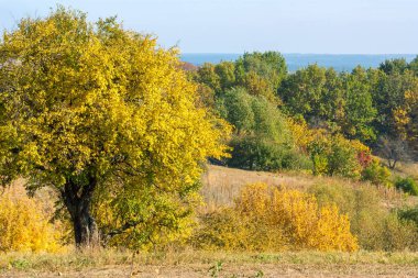 Doğa manzara sonbahar ağaçları ile