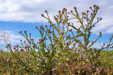 Yaz doğa manzara gökyüzü arka plan üzerinde uzun boylu otlar ile