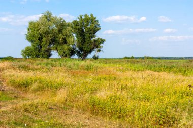 Yaz doğa manzara ağaçlar, gökyüzü ve çayır
