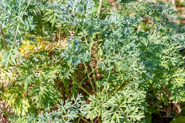 Absinth Geneeskrachtig Kruid Als Achtergrond — Stockfoto