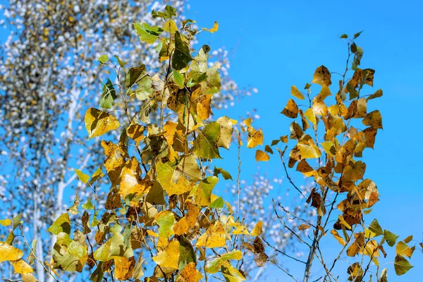 Paisaje Otoñal Con Ramas Abedul Fondo Del Cielo —  Fotos de Stock