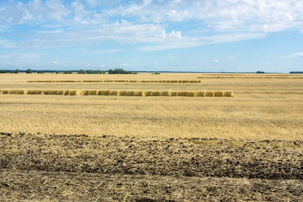 Agriculture Harvest Country Landscape Field Sky — Stock Photo, Image