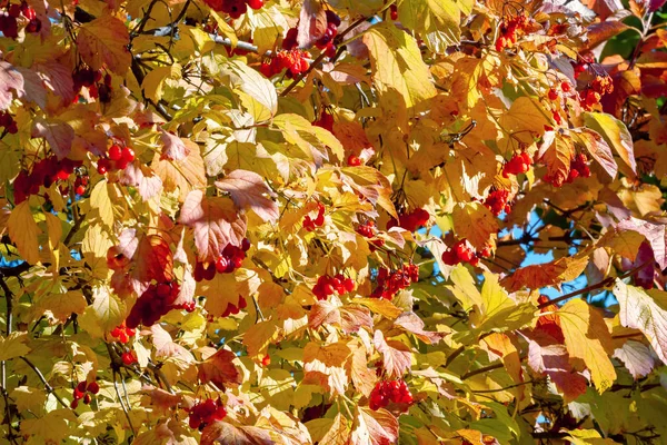 Background Arrowwood Branches Red Berries — Stock Photo, Image