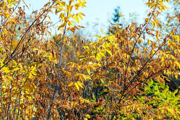 Herbstlandschaft Mit Wilden Strauchzweigen — Stockfoto