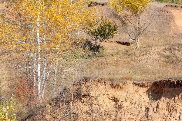 风景与秋天树在野生环境 — 图库照片