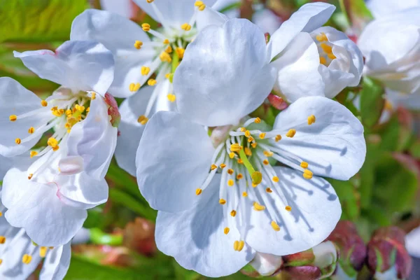 Blooming Cherry Flowers Nature Background — Stock Photo, Image