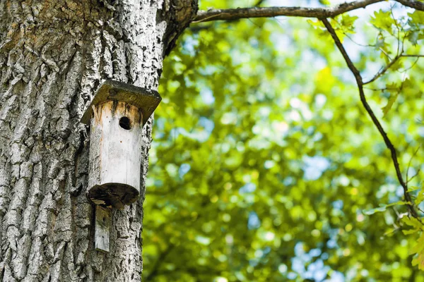 Landschap Met Vogels Huis Boomstam — Stockfoto