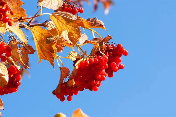 Manojos Viburnum Sobre Fondo Azul Del Cielo — Foto de Stock