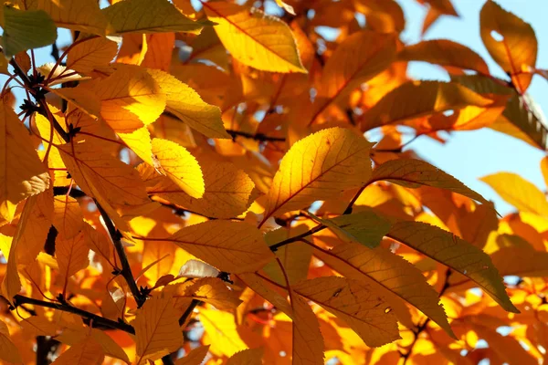Podzimní Pozadí Červenými Listy — Stock fotografie