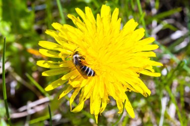 Kara hindiba ve arı