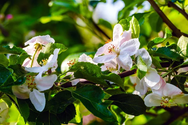 Apple blossom closeup — Stock Photo, Image
