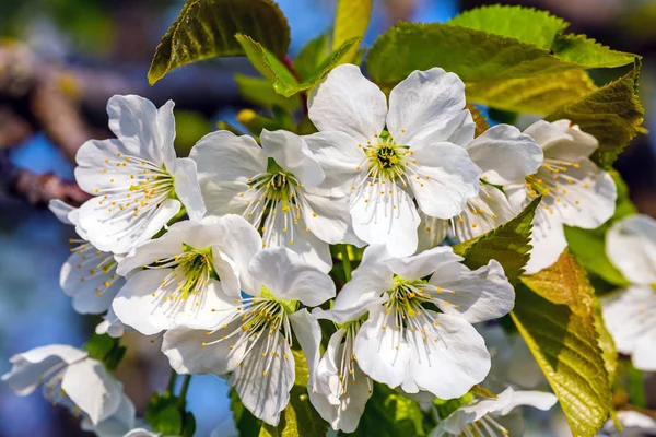 Cherry flowers macro — Stock Photo, Image
