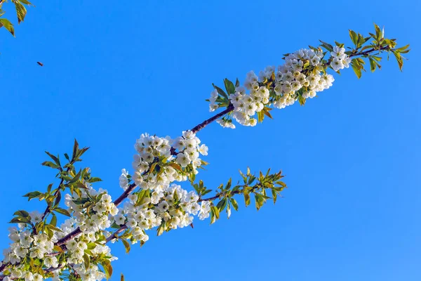 Cherry blossom view — Stock Photo, Image