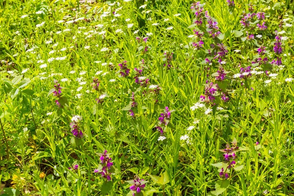 Feldblumen und Gras — Stockfoto