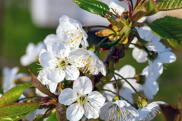 Cherry blossom closeup — Stock Photo, Image
