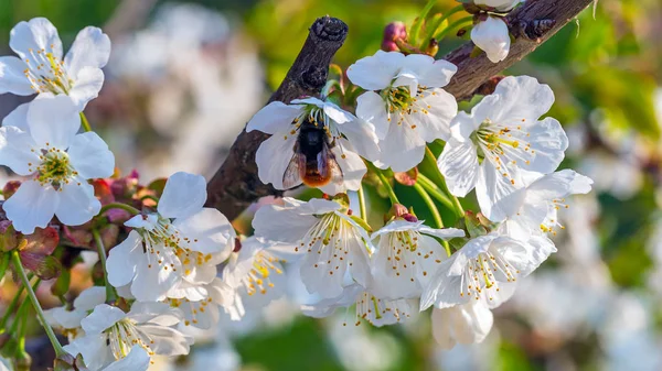 Flowers and bumblebee — Stock Photo, Image