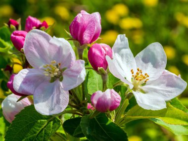 Apple çiçek portre