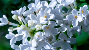 Eflatun çiçekler portre