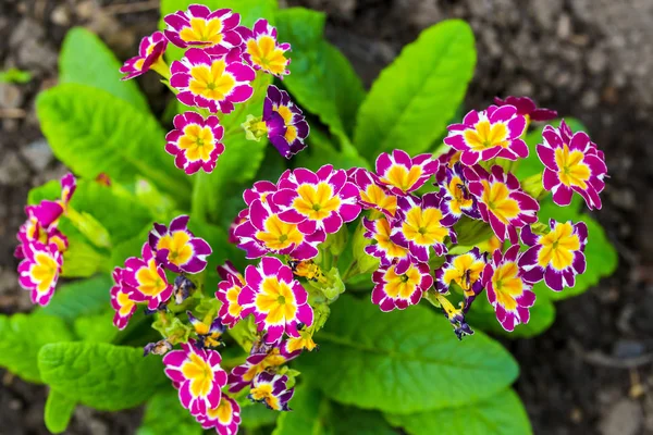 Цветки субулаты — стоковое фото
