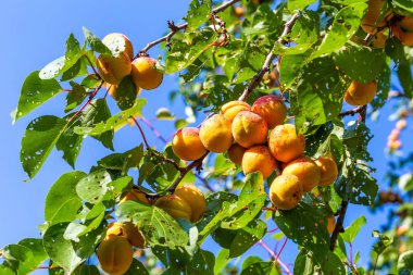 Kayısı meyveleri yakın çekim