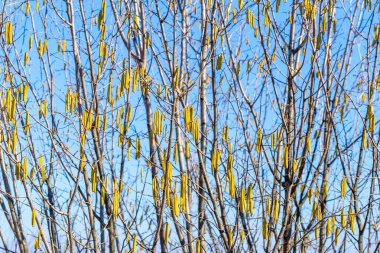 Hazel çiçeği arka plan