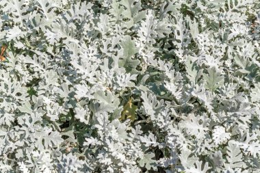 Jacobaea maritima yaprakları