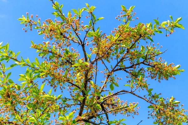 Kirschblüte fällt — Stockfoto