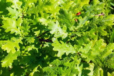 Meşe ıslak yeşillik