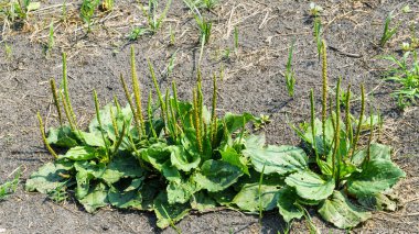 Plantago büyük bitki
