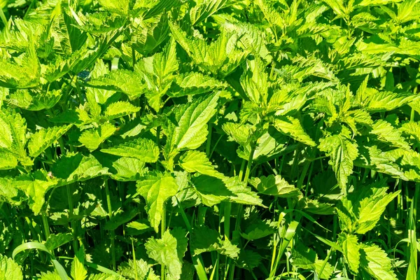 Brennnessel im Hintergrund — Stockfoto