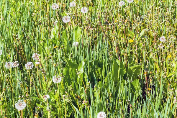 夏の草の背景 — ストック写真