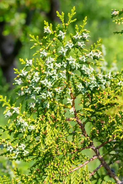 Thuja branche fond — Photo