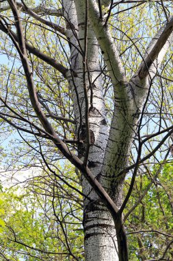 Aspen ağaç manzara