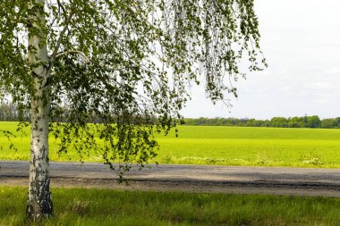 Huş ağacı ve yol
