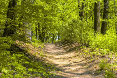 Orman ayak yolu manzara