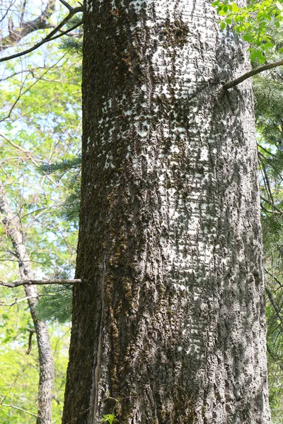 Fecho do tronco de Aspen — Fotografia de Stock