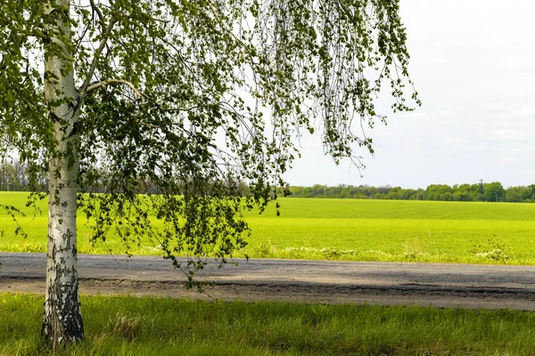 Betulla e strada — Foto Stock