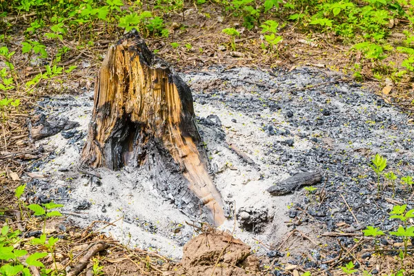 Tocón de árbol quemado — Foto de Stock