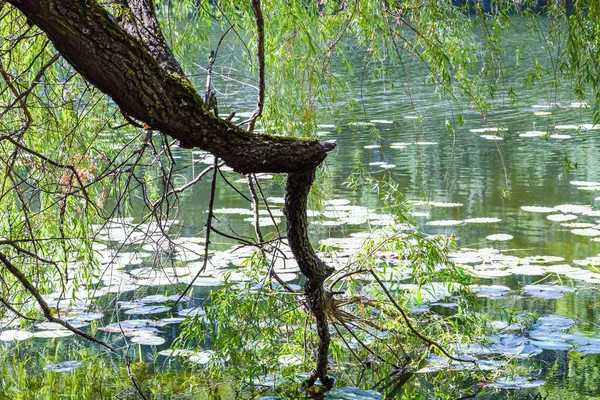 Branch and water — Stock Photo, Image