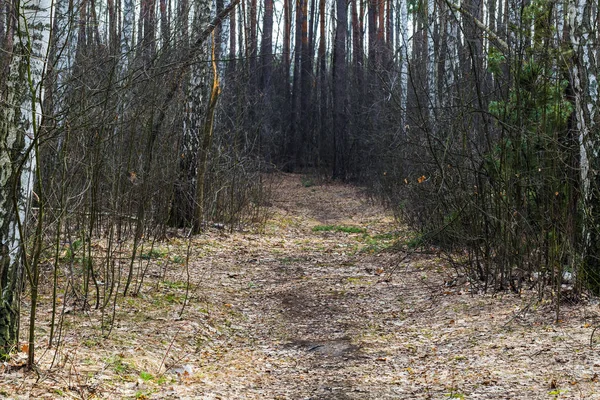 Лісовий шлях стопи — стокове фото