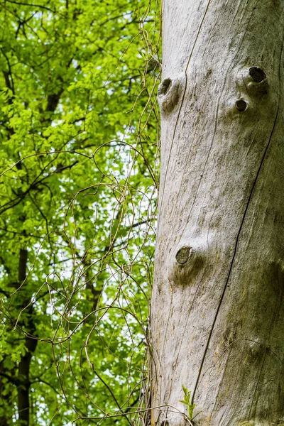 Árbol seco tronco — Foto de Stock