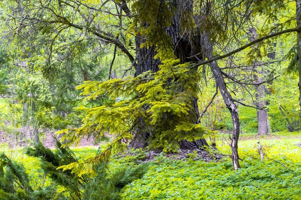 Paesaggio forestale con alberi — Foto Stock