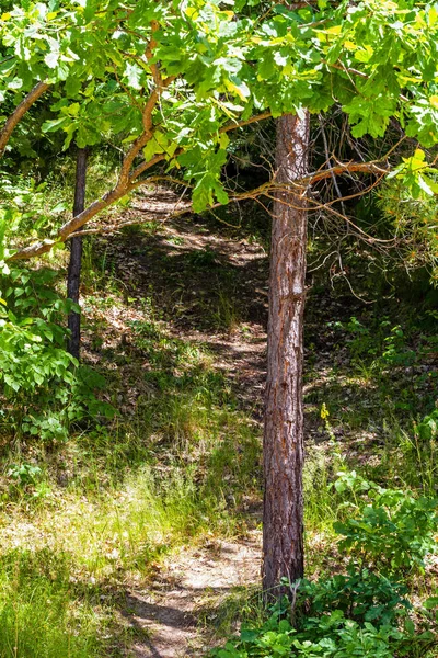 Waldwegelandschaft — Stockfoto