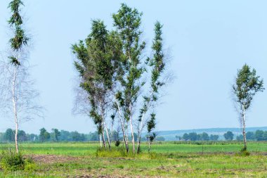 huş ağacı manzarası