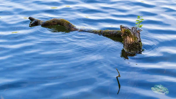 Log in water — Stock Photo, Image