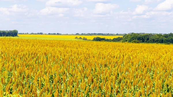 Krajobraz pola sorgo — Zdjęcie stockowe