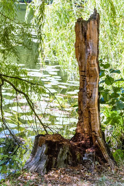 Resti di albero — Foto Stock